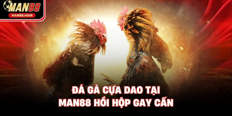 Đá gà cựa dao tại Man88 hồi hộp gay cấn