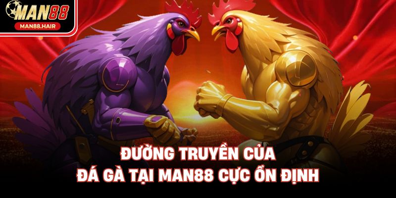 Đường truyền của đá gà tại Man88 cực ổn định