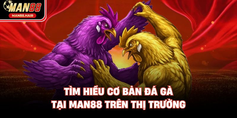 Tìm hiểu cơ bản đá gà tại Man88 trên thị trường